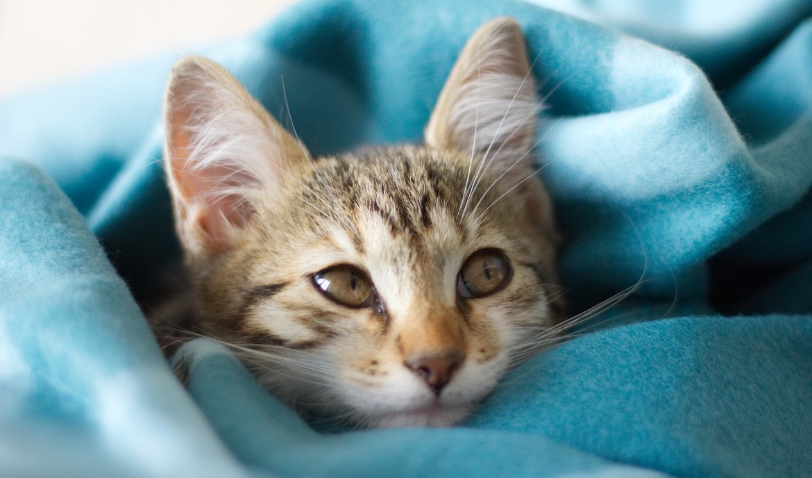 Rhume de chat: causes, symptômes et mesures de traitement